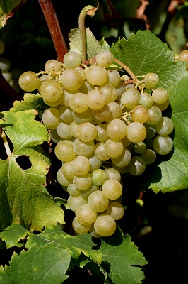 赛美蓉(Semillon)