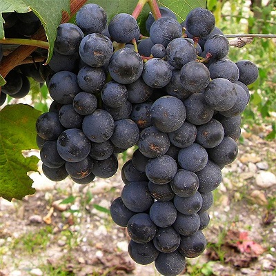 马尔贝克(Malbec)