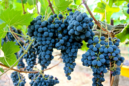 桑娇维塞(Sangiovese)