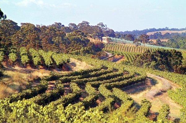 克莱尔谷(Clare Valley)