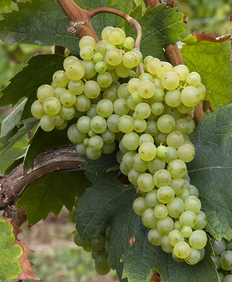 白玛尔维萨(Malvasia Bianca)