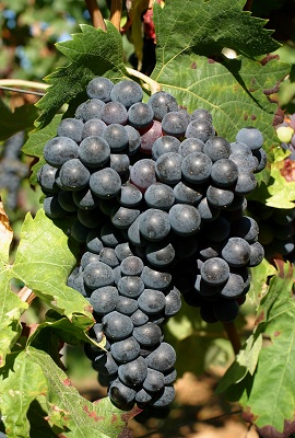 佳丽酿(Carignan)