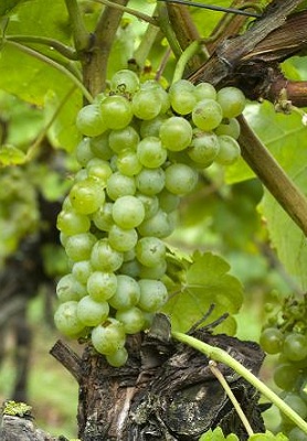 维欧尼(Viognier)