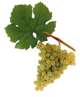 绿维特利纳(Gruner Veltliner)