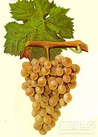 维蒙蒂诺(Vermentino)