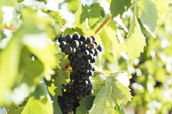 丹魄(Tempranillo)