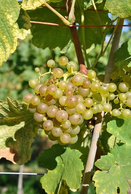 玛珊(Marsanne)