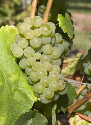 西万尼(Silvaner)