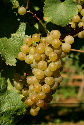 霞多丽(Chardonnay)