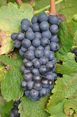 西拉(Syrah)